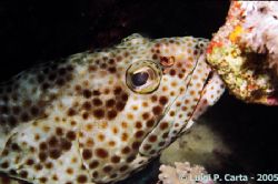 Sharm El Sheikh, Egypt. Small grouper portrait. by Luigi Carta 